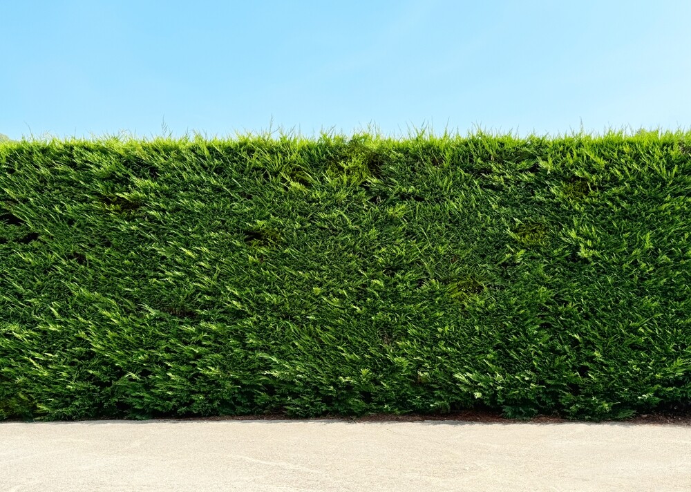 Top 5 Fast-Growing Hedges for Instant Privacy  