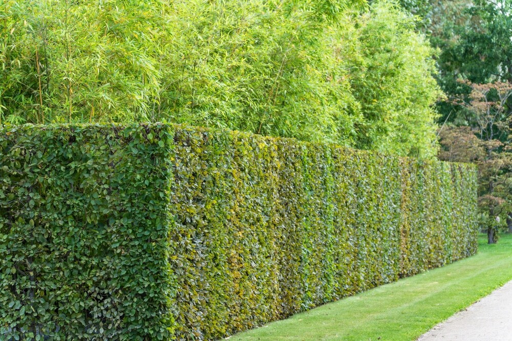 Low-Maintenance Hedges for the Busy Gardener  