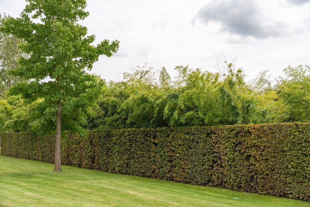 Planting for Nature: The Benefits of a Mixed Native Hedge  