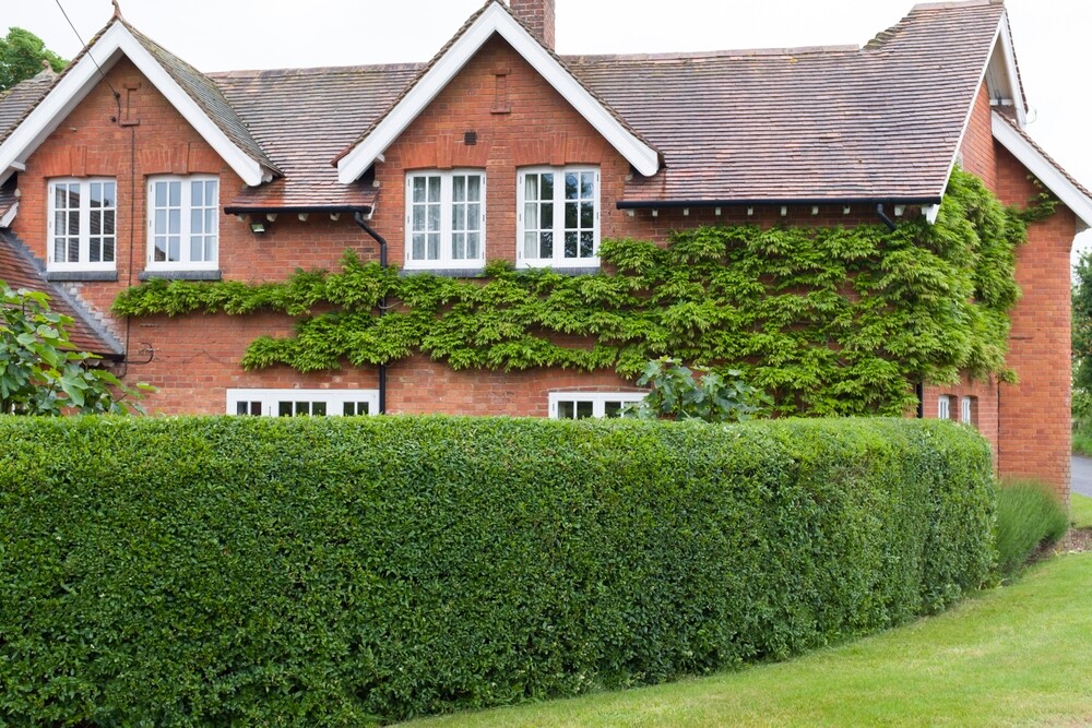 The First Year: A Masterclass in Hedge Establishment and Care  