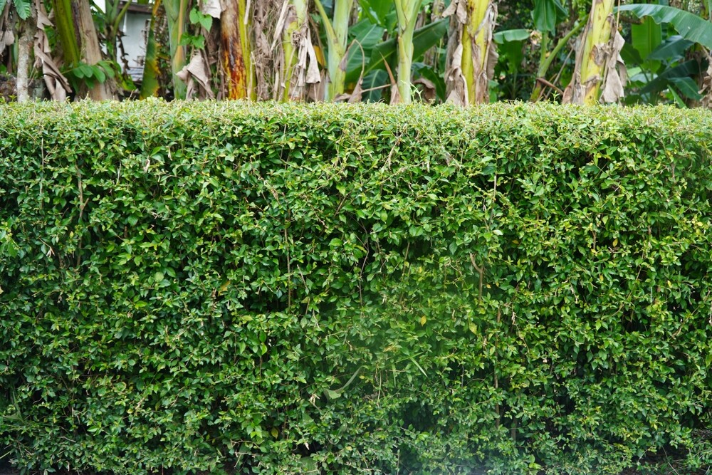 The Privacy Revolution: Why Instant Hedging is the Ultimate Garden Upgrade The Privacy Revolution: Why Instant Hedging is the Ultimate Garden Upgrade