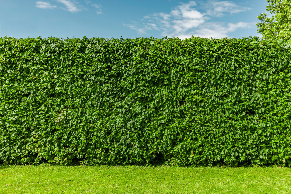 The Instant Garden: Why Root Ball and Instant Hedging are Game-Changers The Instant Garden: Why Root Ball and Instant Hedging are Game-Changers
