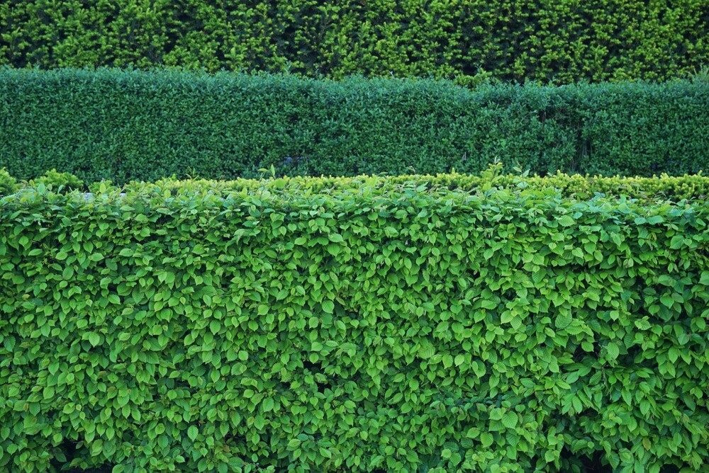 Bare Root Season: The Best Time to Plant on a Budget Bare Root Season: The Best Time to Plant on a Budget